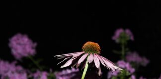 geof flower