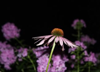 geof flower