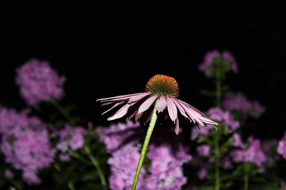echinacea