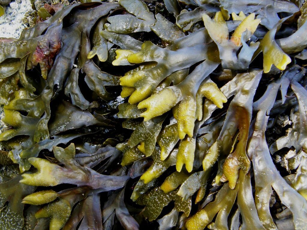 healthybacon kelp