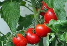 kie ker tomatoes