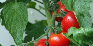 kie ker tomatoes