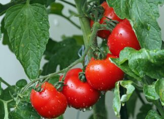 Rajčata v nejlepší společnosti: Bylinky, které podporují zdravý růst i bohatou úrodu kie ker tomatoes