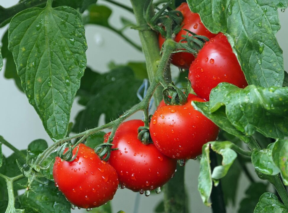 kie ker tomatoes