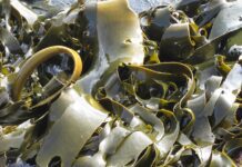 krantzpeter kelp