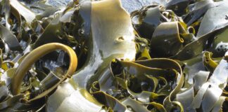 krantzpeter kelp