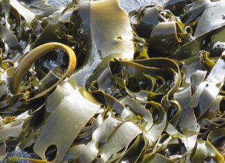 krantzpeter kelp