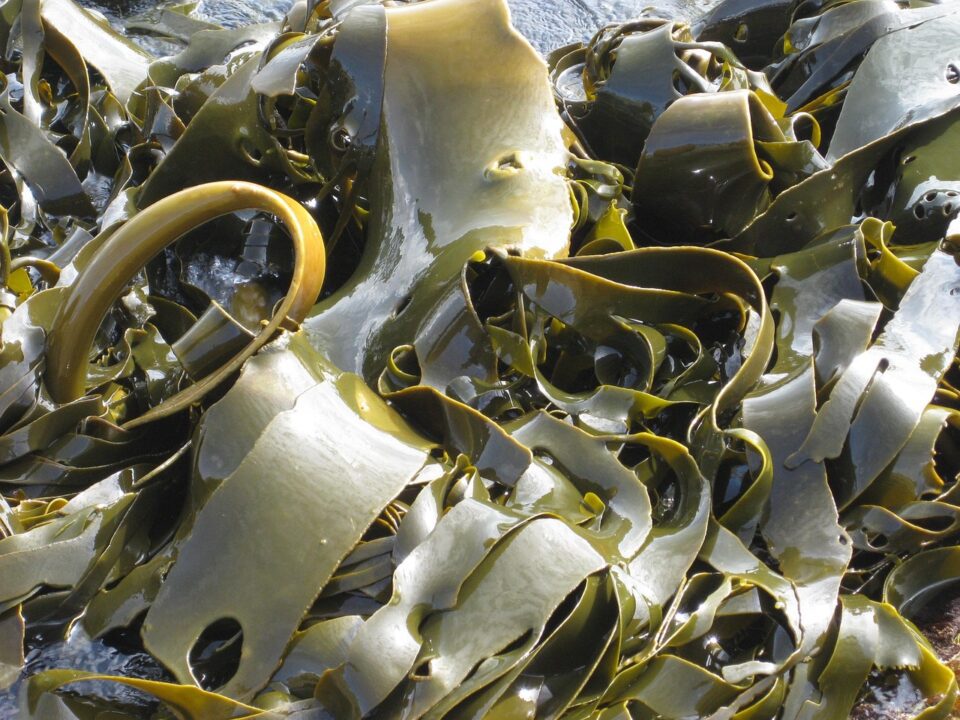 krantzpeter kelp