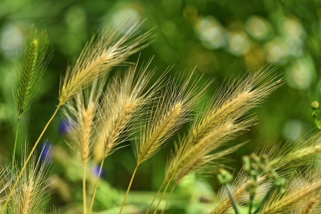 mabelamber foxtail barley