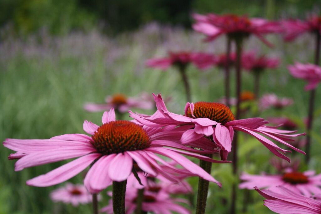 skylight flower heads