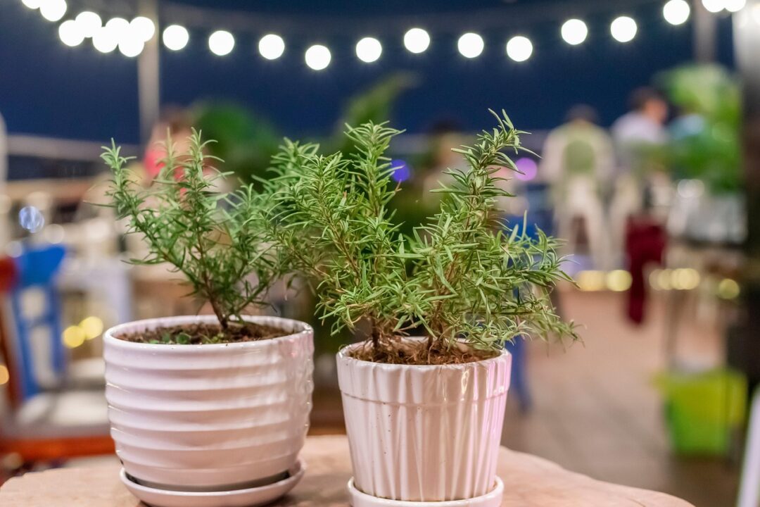 thinhla rosemary