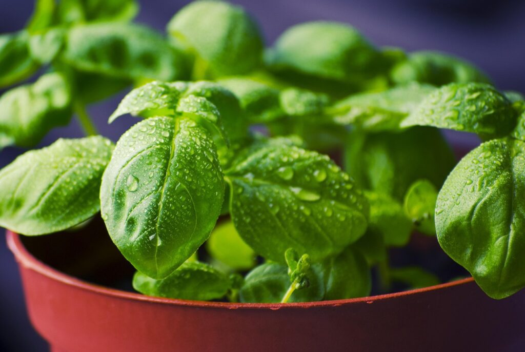 tookapic basil