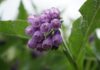 claudiakatharina comfrey flower