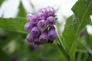 claudiakatharina comfrey flower