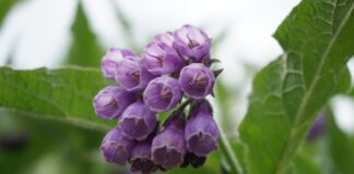 claudiakatharina comfrey flower