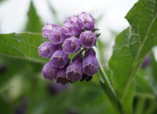 claudiakatharina comfrey flower