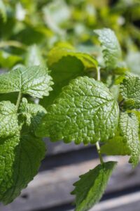 drawmerix lemon balm