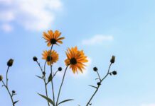 goranh arnica