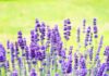hans lavender