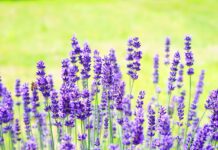 hans lavender