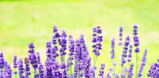 hans lavender