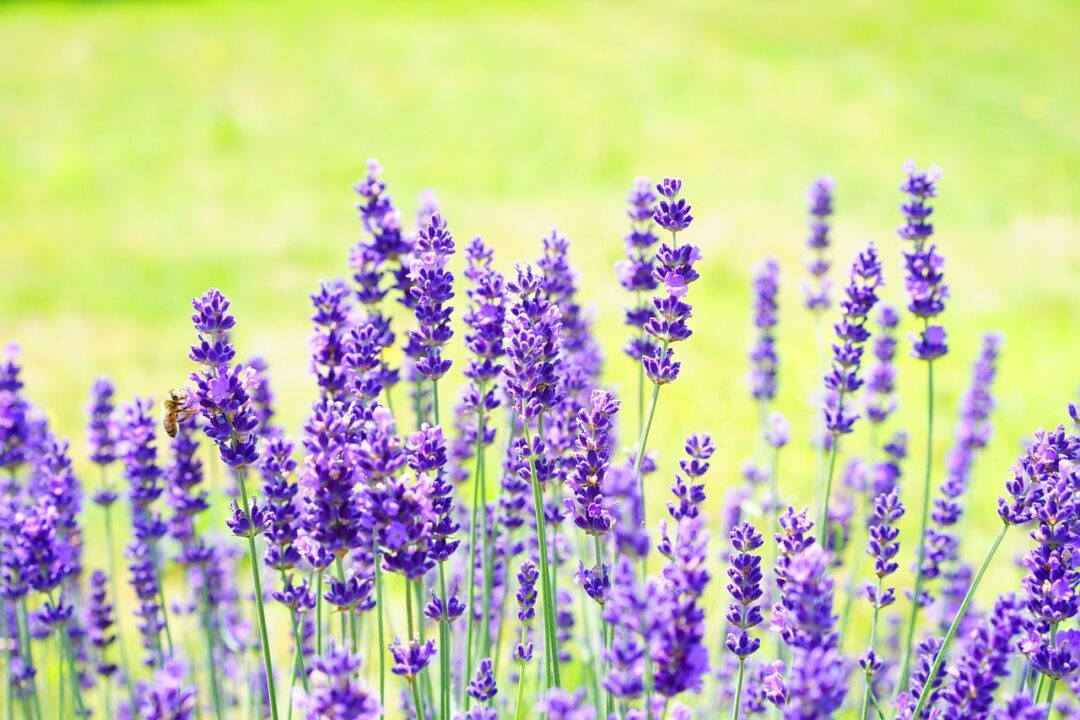 hans lavender