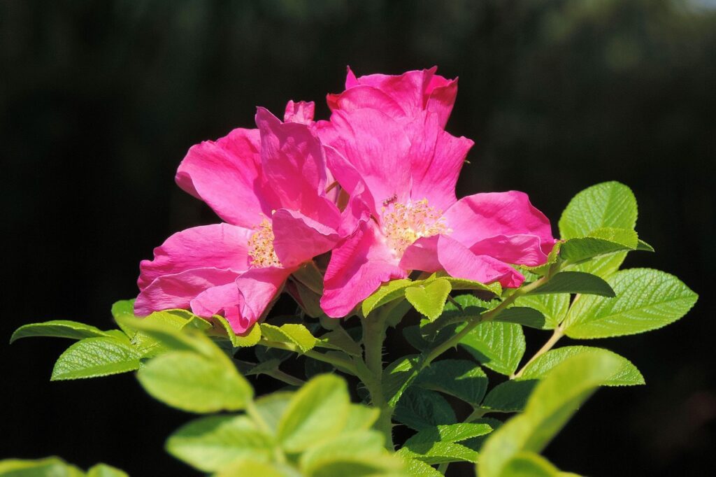 hansbenn dog rose