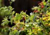 iira rose hip