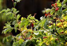 iira rose hip
