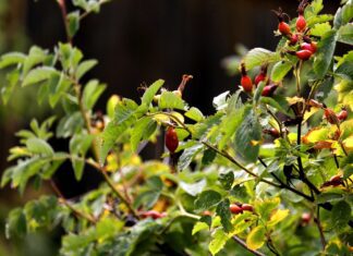 iira rose hip