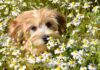 Heřmánkový podzimní rituál: Voňavý nálev pro chladné večery a chvíle klidu jaclou dl dog