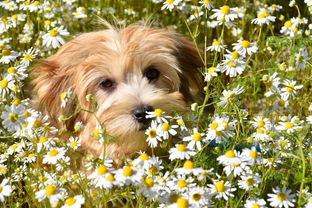 jaclou dl dog