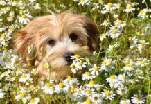 jaclou dl dog