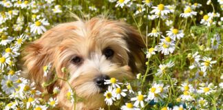 jaclou dl dog