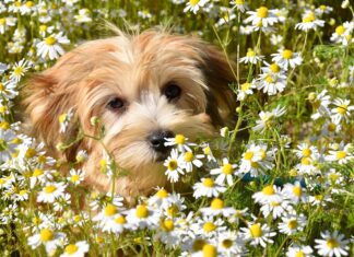 Heřmánkový podzimní rituál: Voňavý nálev pro chladné večery a chvíle klidu jaclou dl dog