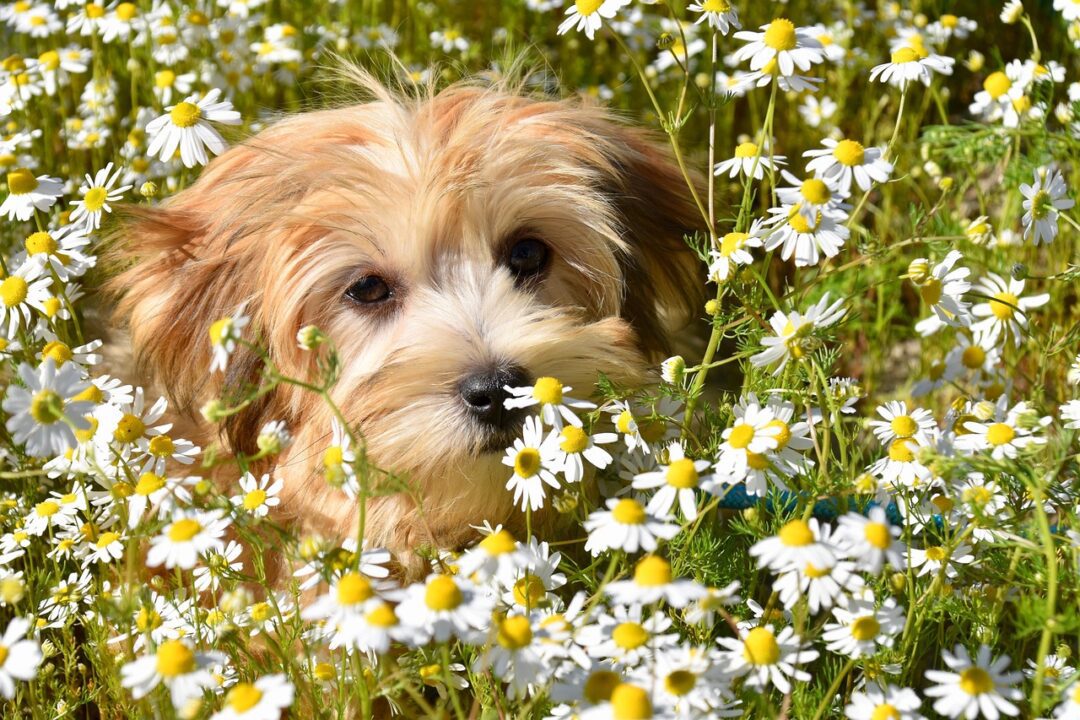 jaclou dl dog