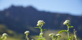 jhenning achillea