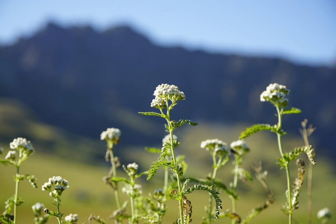 jhenning achillea