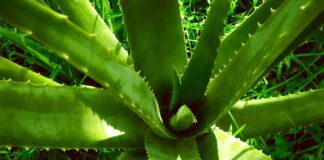 lernestorod aloe vera