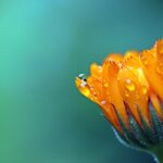 myriams fotos marigold