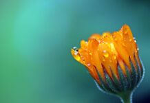 myriams fotos marigold
