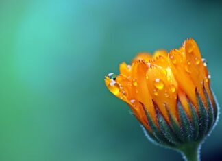 myriams fotos marigold