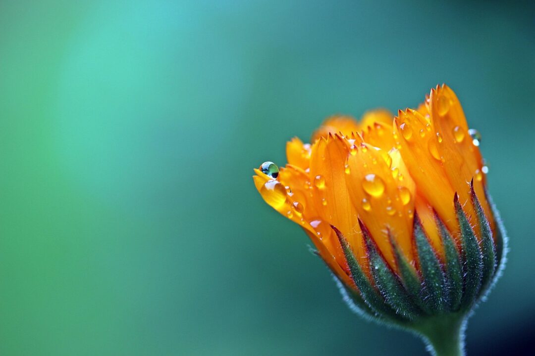 myriams fotos marigold