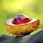 noname chestnut