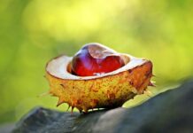 Zdravé cévy rukou jako základ jejich správné funkce i každodenní pohody noname chestnut