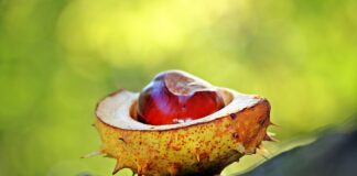 noname chestnut