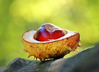 noname chestnut