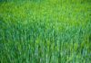 sternenvogelreisen barley