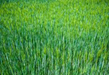 sternenvogelreisen barley