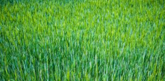 sternenvogelreisen barley